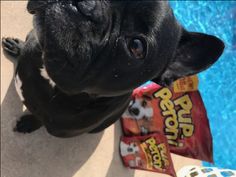 Show your doggie som