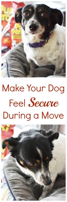 How to Make Your Dog